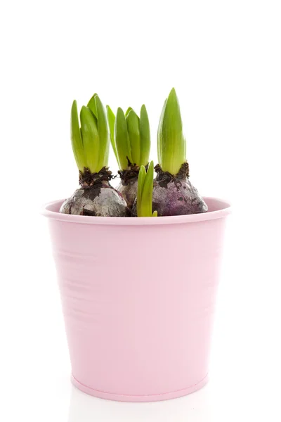 Bud hyacint bloem in roze pot — Stockfoto