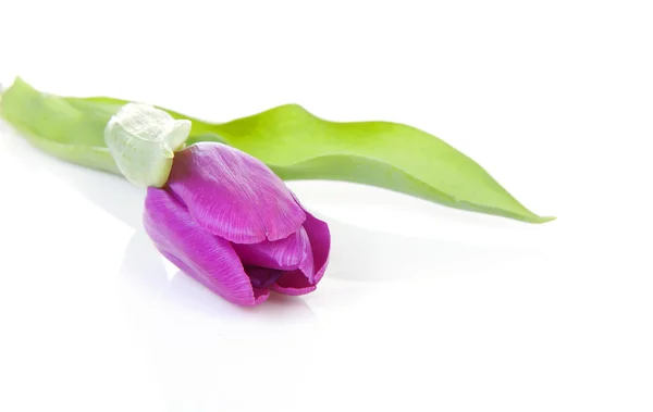 Růžová Tulipán v detailním — Stock fotografie