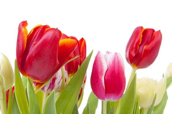 Red tulips in closeup over white background — Stock Photo, Image