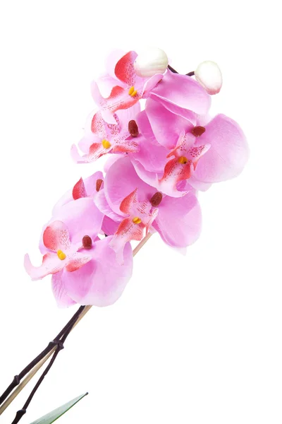 Pink silk orchid flower in closeup over white background — Stock Photo, Image