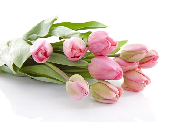 Tulipani olandesi rosa in primo piano — Foto Stock