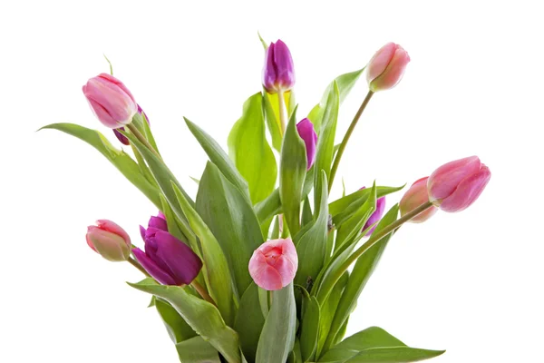 Boeket van roze Nederlandse tulpen in close-up — Stockfoto