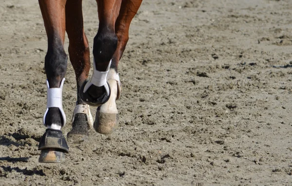 Patas de caballo — Foto de Stock