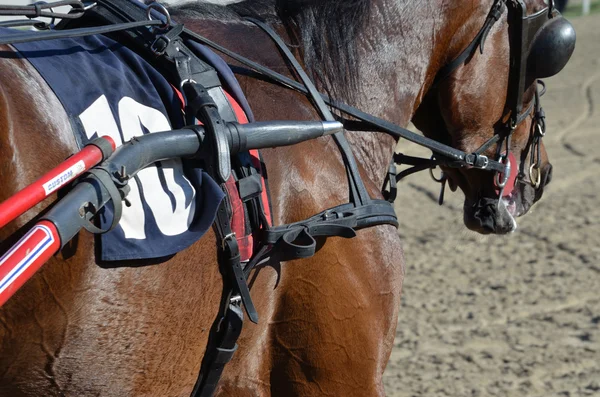 Equipos para caballos — Foto de Stock