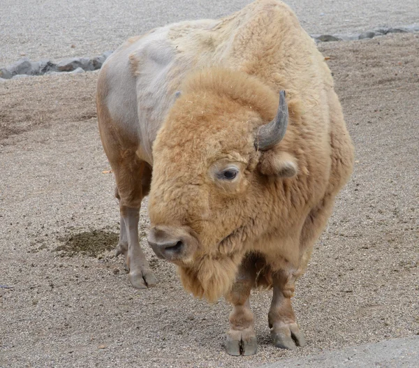 Bison american — Stock Photo, Image