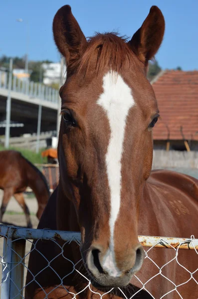 Pferd — Stockfoto