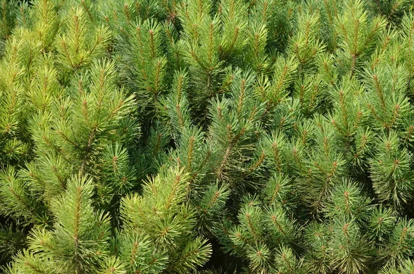 Plantas Verdes Como Fondo —  Fotos de Stock