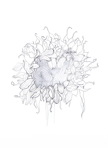 Sunflower pen drawing — Stock Photo, Image