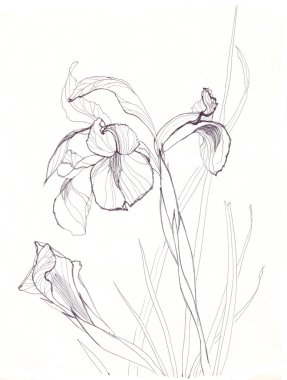 Iris çiçek Çizim
