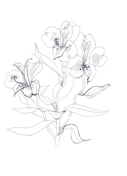 Alstrameriya virág — Stock Fotó