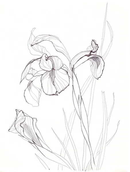 Iris bloemen tekening — Stockfoto