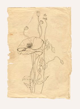 Poppy drawing on old paper clipart