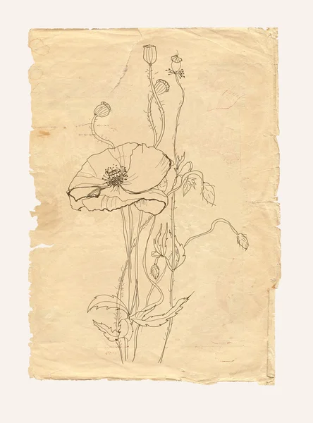 Poppy drawing on old paper — Stock Photo, Image