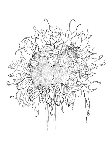 Dibujo a lápiz bosquejo de girasol — Vector de stock