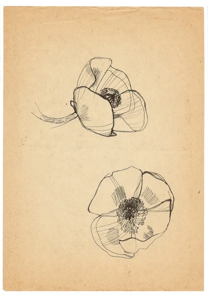 Vintage poppy tekenen van schets — Stockfoto