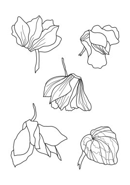 cyclamens pen drawing collection clipart