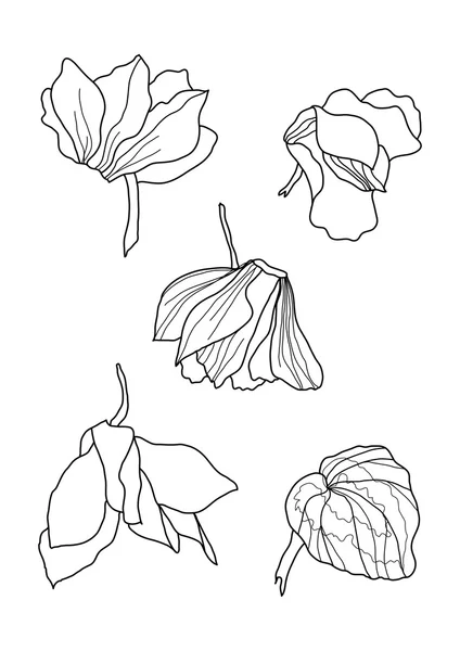 Cyclamens stylo dessin collection — Image vectorielle