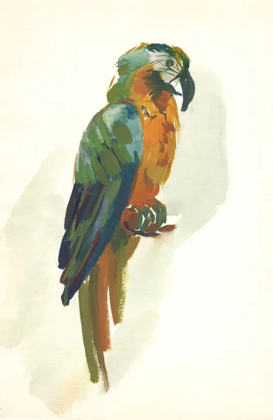 Esboço de papagaio aquarela — Fotografia de Stock