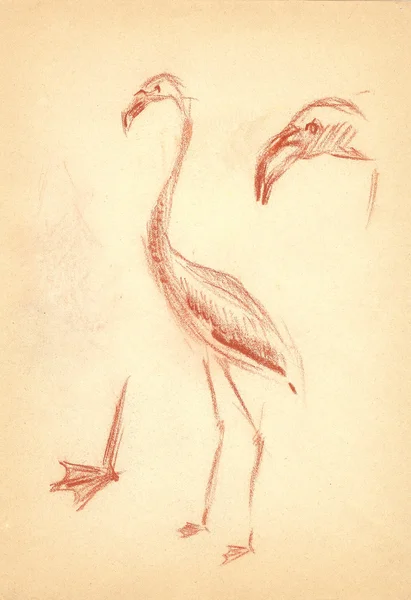 Flamingo mão desenho sepia esboço — Fotografia de Stock