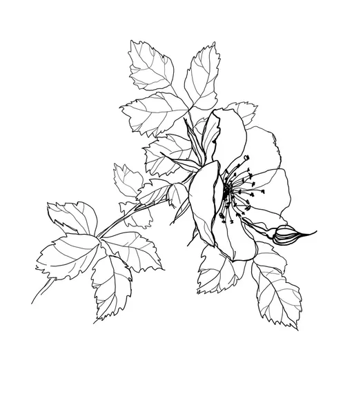 Rosa flor lápiz dibujo — Archivo Imágenes Vectoriales