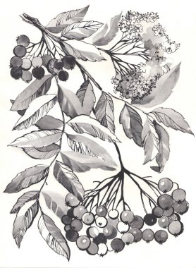 rowan şube aquarelle çizim