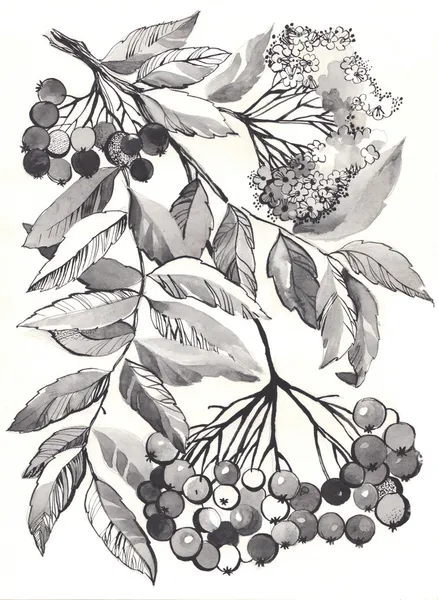 Desenho aquarelle ramo rowan — Fotografia de Stock
