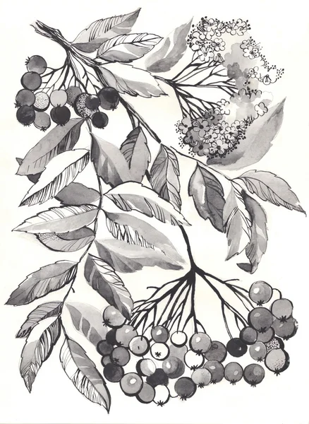 Rowan branch aquarelle drawing — Stock Photo, Image