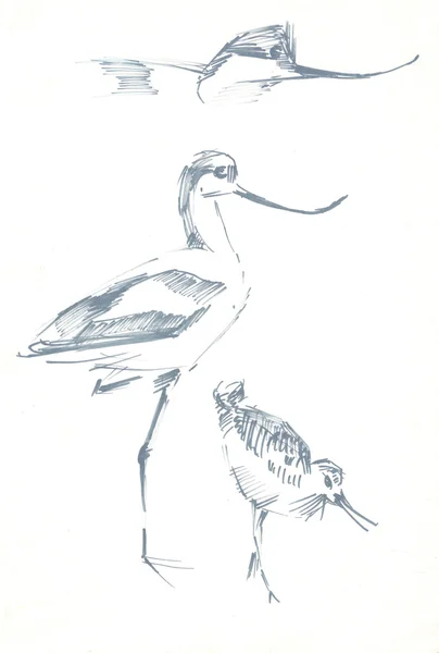 Fåglar penna ritning skiss — Stockfoto