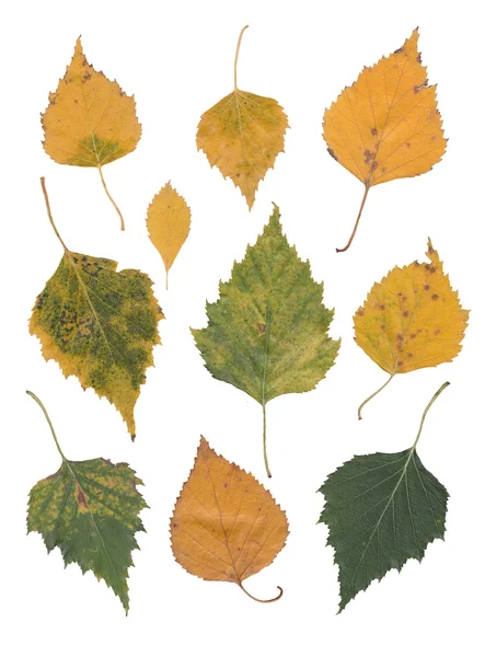 Yellow birch leaves isolated over white — Stock Photo, Image