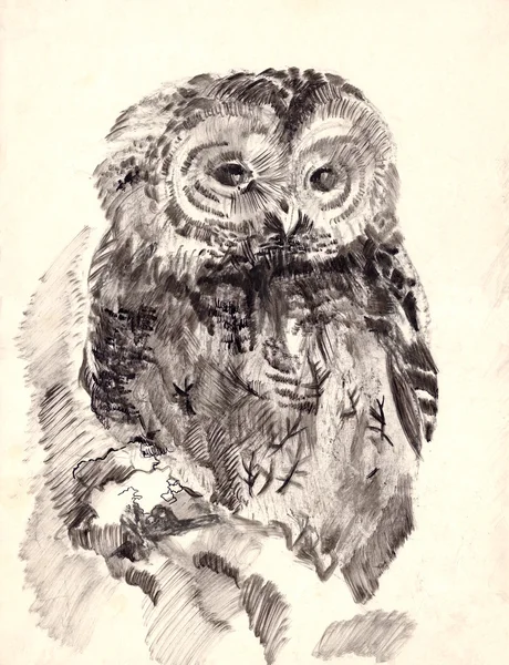 Owl brush drawing sketch — Stock Photo, Image