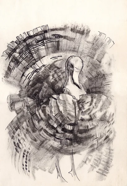 Эскиз рисунка сухой кисти индейки — стоковое фото