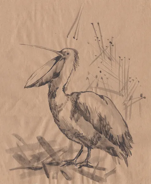 Esboço monocromático pelicano — Fotografia de Stock