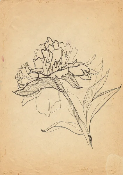 Peony drawn on the old paper — Stock Photo, Image