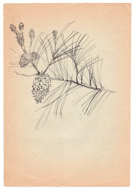 eski kağıt üzerine çizilmiş köknar-koni kalem