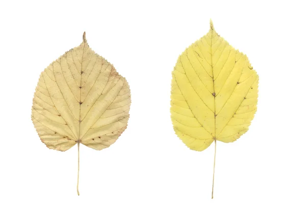 린든 흰색 위에 고립 된 나뭇잎 — 스톡 사진