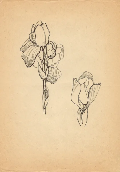 Iris bloem puttend uit oud papier — Stockfoto