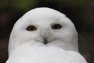 a portrait shot of a snowy owl, (Nyctea scandiaca) 	