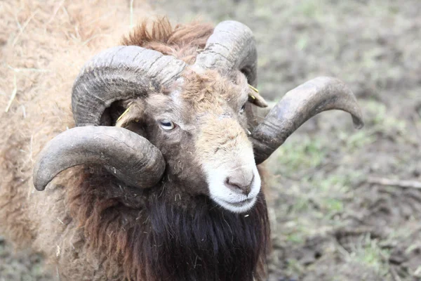 Pecore Ovis Sono Genere Mammiferi Del Gruppo Caprino Caprini — Foto Stock