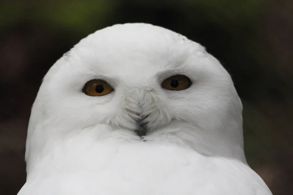 Portrait Shot Snowy Owl Nyctea Scandiaca — стоковое фото