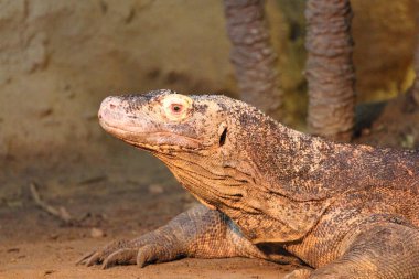 Monitor kertenkelesi, Varanus cinsinden birçok büyük kertenkele türünün yaygın adıdır.   