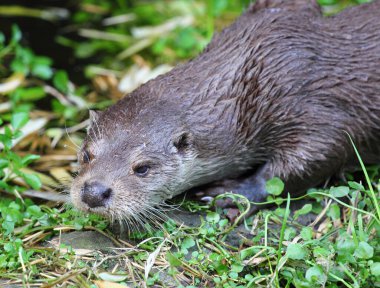 The Eurasian otter (Lutra lutra), also known as the European otter, Eurasian river otter, common otter, and Old World otter, is a semiaquatic mammal native to Eurasia.	