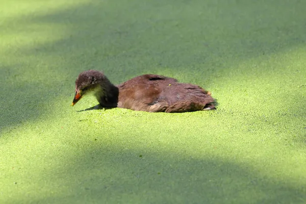 一只鸭子漂浮在一个被水草覆盖的池塘上 — 图库照片