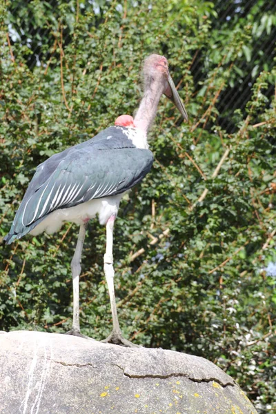 Marabou Ooievaar Leptoptilos Crumenifer Een Vogel Uit Familie Van Ooievaars — Stockfoto