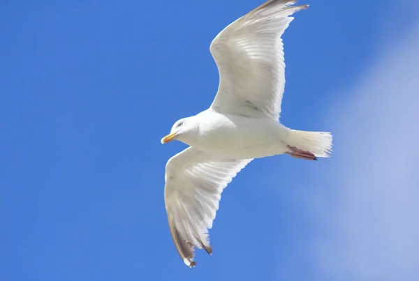 Close Flying Gull Blue Sky Background — Stock Photo, Image