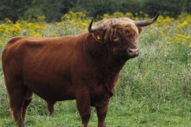 Heckrind, 1920 'lerde ev yemekleri ile beslenen bir tür.