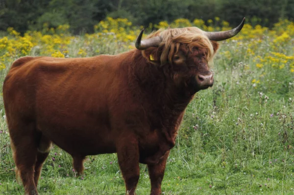 Heckrind, 1920 'lerde ev yemekleri ile beslenen bir tür.