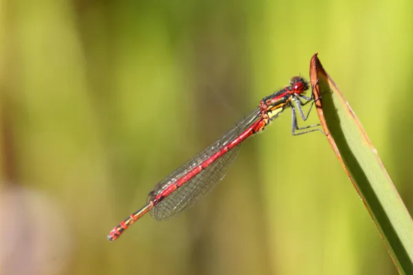 Scarlet Ceriagrion Tenellum Small Bark Species Family Slimy Bark Coenagrionidae —  Fotos de Stock