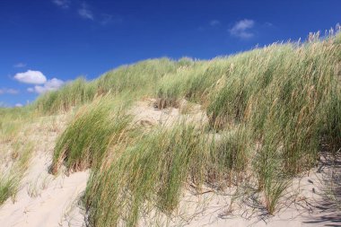Hollanda 'nın Kuzey Denizi kıyısındaki kum tepeleri