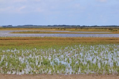 Hollanda 'nın Kuzey Denizi kıyısında doğal bir manzara.