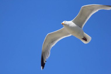 Arka planda mavi gökyüzü olan uçan bir martıya yakın çekim 